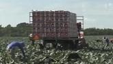 Broccoli Harvest Underway in Southwest Georgia