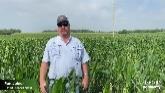 Evaluating Corn After a Hail Storm