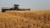 Combining with 2 S98 Gleaners