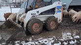 Piling Hog Manure In The Snow