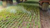 Is Laser Weeding the Future of Weed C...