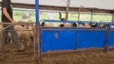 Sheep Farming Vlog: Who Will Stay?