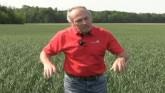 Wheat School: Do T3 Fungicides Pay In A Dry Year?
