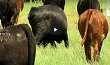 Video: Cow-Calf Corner