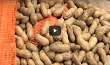 Video: Famous For Boiled Peanuts, Har...