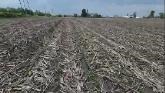 No-till planted beans with precision planter and Delta Force down pressure