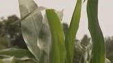 Dry Weather Tightens Grip in Grain Be...