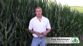 Fungicide Applications on Corn