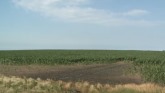 Weed Management Field Day