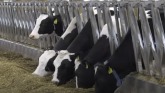 Scientists Encourage Greater Genetic Diversity in Livestock
