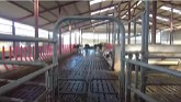 Lely Robotic Dairy Farm in Roscommon, Ireland