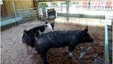 FARM ANIMALS on the FARM (Part 76) PIGS, PIGS, PIGS/ EDUCATIONAL KIDS / Toddlers, Preschool, K-3