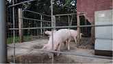 Pig Farming - Waterers, Feeders and ...