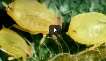 Soybean Aphids - Bob Wright