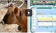 Precision Dairy: Activity Monitoring