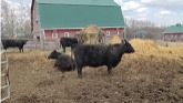 Bulls, Cows, & Calves on Alberta Ranch