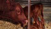 How to handle colostrum so newborn calves thrive