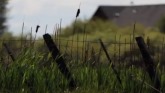 Idaho Family Hopes to Restore Their Pasture