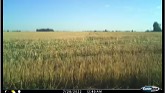 Double Crop Soybean Growth Time Lapse