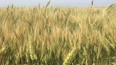 2020 Wheat Survey - Fusarium