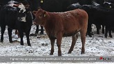 How to increase profit by improving calving distribution