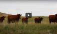 Cull Cow Selection - Aaron Berger