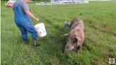 ESCAPED! - How We Recover a Loose Pig