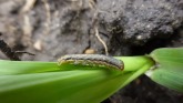 Armyworm Invasion: What You Need To K...
