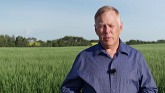 Identifying and Scouting for Wheat Mi...