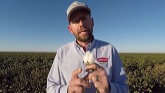 Cotton Defoliation: What To Spray