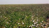 Time lapse of Cotton defoliation