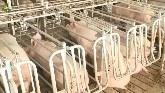 Model Clean Pork Farm in American - How American Farmer Earn Millions of $ from Pig Farm