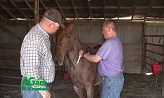 AGam In Kansas - West Nile Virus In Horses