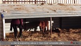 How to tube feed newborn calves (eso...