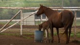 What are the Signs of Heat Stress in Horses?