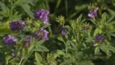 Late-Summer Alfalfa Planting Tips