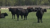 Grazing Strategies with Dr. David Augustine