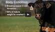  Cow-Calf Corner: Replacement Heifers