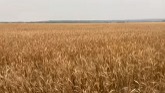 Wheat harvest begins and the grain dryer needs repair