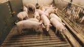A Day on the Pig Farm: Care, Treatment, and Management