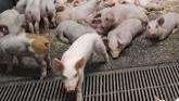 Porcine Chronicles: A 24-Minute Journey into Piglet Life and their sounds