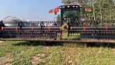 Swathing peaola, and a huge start to barley harvest