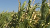Panhandle Crops Field Day