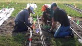 Examining Established Clover Cover Crops as Living Mulch for Vegetable Production w/Connor Ruen