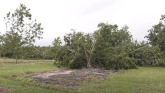 Pecan Growers Face Another Storm Cle...
