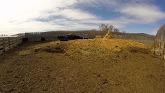 Cattle Work on Alberta Ranch
