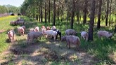 Pig Farm Training: Moving Pigs to Pasture