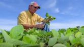 Current Health of the Soybean Industry