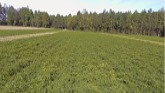 How Peanuts Are Grown, Harvested and Roasted in Virginia