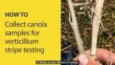 How to collect canola samples for ve...